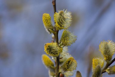 Kediler dallarında Bahar, arka plan bahar.