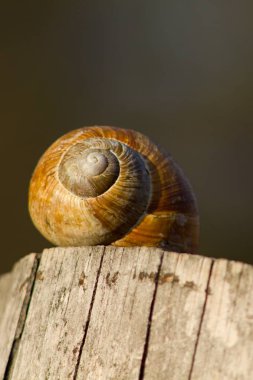Salyangoz kabuklu, boş salyangoz house, arka plan.