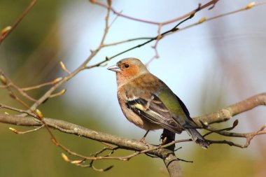 Parus bahar arka planda, kuş motifi büyük.
