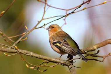 Parus bahar arka planda, kuş motifi büyük.