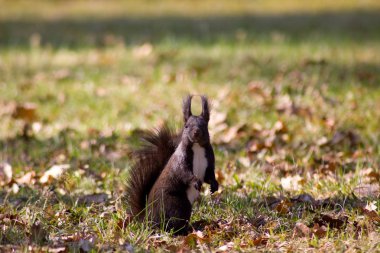 Sincap Avrupa ağaçta bir orman arka plan.