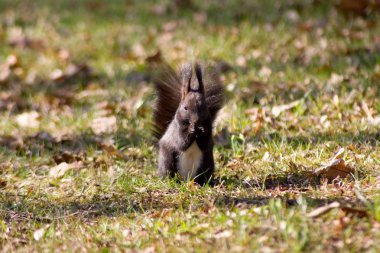 Sincap Avrupa ağaçta bir orman arka plan.
