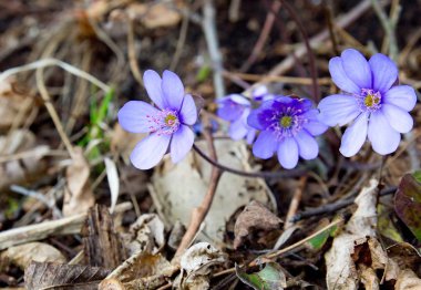 Mavi korumalı ve bahar çiçek mantarı nobilis Schreb nesli tehlike altında olan.