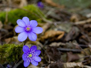 Mavi korumalı ve bahar çiçek mantarı nobilis Schreb nesli tehlike altında olan.