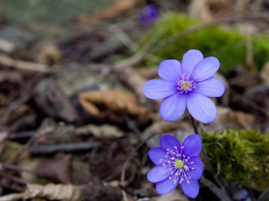 Mavi korumalı ve bahar çiçek mantarı nobilis Schreb nesli tehlike altında olan.