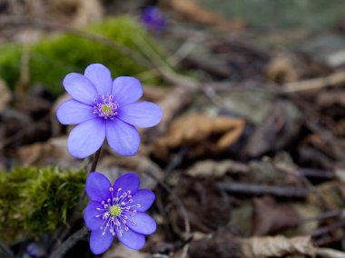 Mavi korumalı ve bahar çiçek mantarı nobilis Schreb nesli tehlike altında olan.