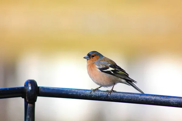 Parus Major Auf Frühlingshaftem Hintergrund Vogelmotiv — Stockfoto