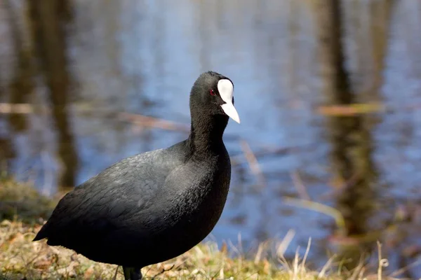 Wild Duck Swim Water Natural Background — Stock Photo, Image