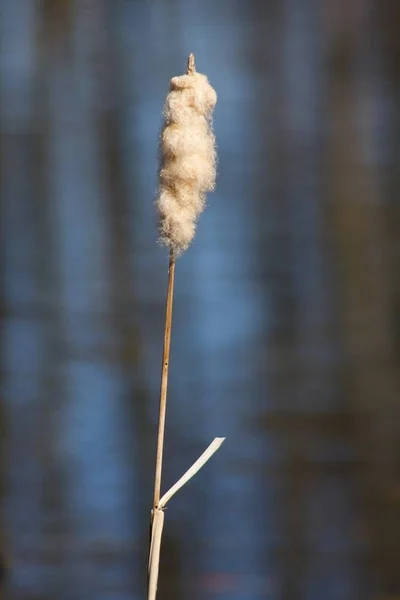 Hermoso Plano Botánico Fondo Pantalla Natural — Foto de Stock