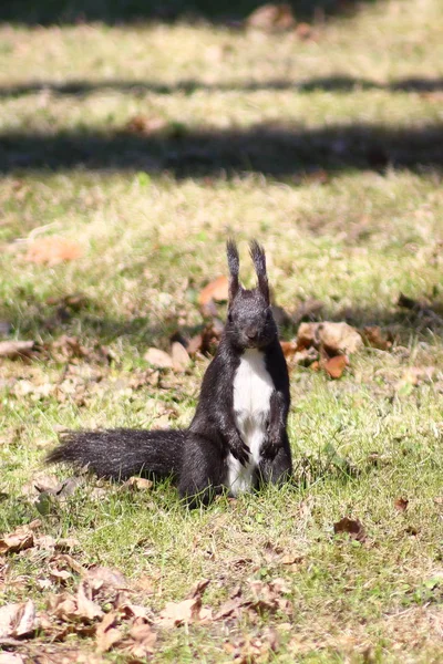 Squirrel Eropa Pohon Latar Belakang Hutan — Stok Foto