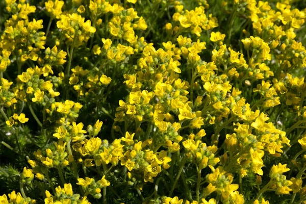 Żółty Smagliczka Skalna Jest Bardzo Wytrzymały Kwiatów Niewymagająca Rokoko — Zdjęcie stockowe