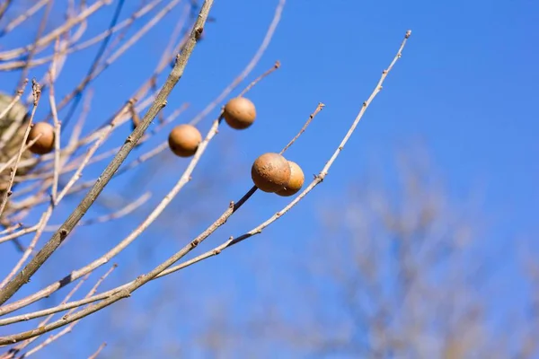 Hack Oak Apple Plant Formed Plants Trees — стоковое фото