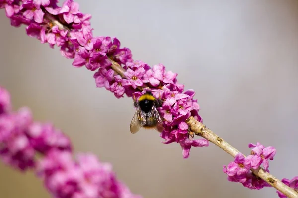 Pink spring flowers and bumble eating nectar on a spring background.
