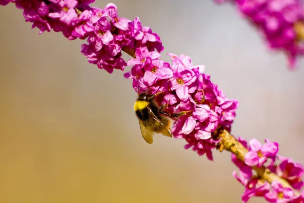 Pink spring flowers and bumble eating nectar on a spring background.