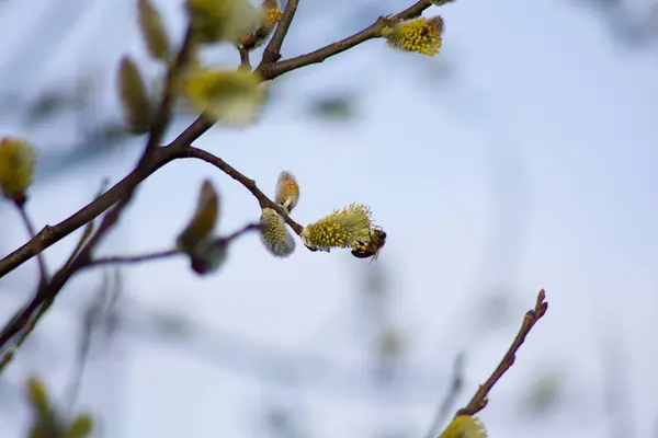 Spring Cats Branches Spring Background — Stock Photo, Image