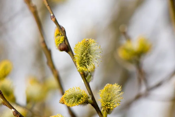 Весняні Бутони Цвітуть Гілках Весняний Фон — стокове фото