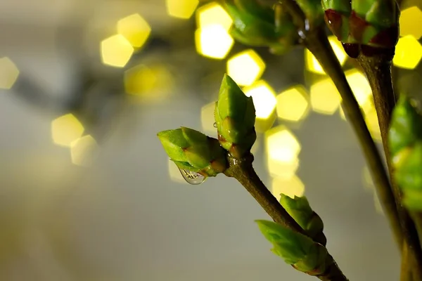 Bourgeons Printemps Fleurs Sur Les Brindilles Fond Printemps — Photo