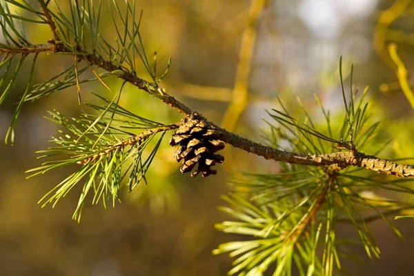 Dry Pine Cone Larch Tree — Stockfoto