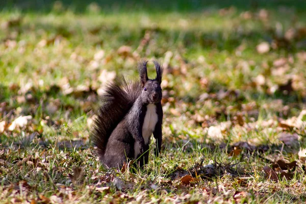 Squirrel Eropa Pohon Latar Belakang Hutan — Stok Foto