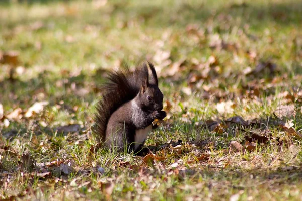 Eichhörnchen Europäisch Baum Auf Einem Waldhintergrund — Stockfoto