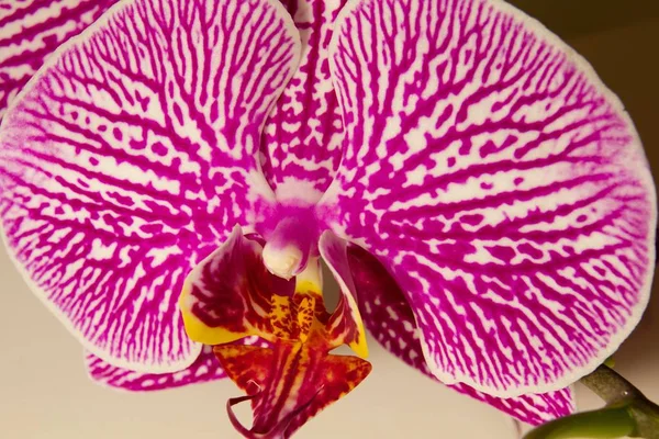Flor Rosa Phalaenopsis Orquídea Fundo Branco — Fotografia de Stock