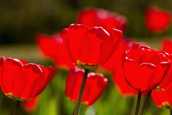 Tulipes Rouges Sur Fond Flou — Photo