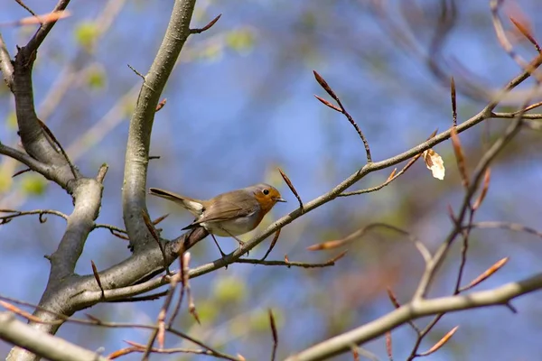 Pájaro Una Rama Árbol — Foto de Stock