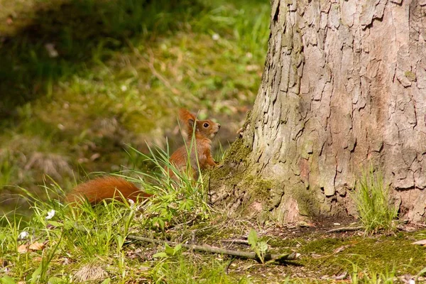 Squirrel Closeup Portrait Wild Nature — ストック写真