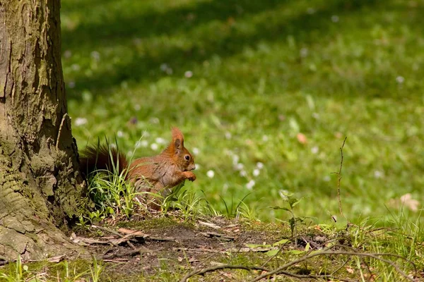 Squirrel Closeup Potret Alam Liar — Stok Foto