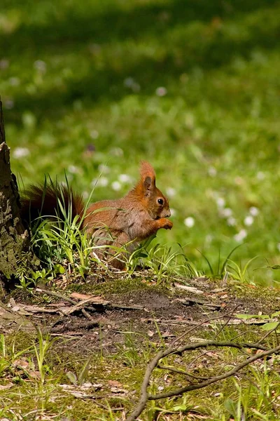 Squirrel Closeup Portrait Wild Nature — Stockfoto