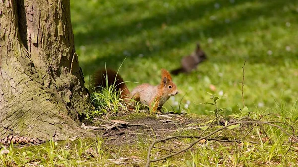 Squirrel Closeup Portrait Wild Nature — Fotografia de Stock