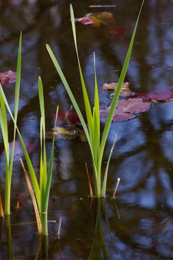 beautiful  lotus leaves  in the water