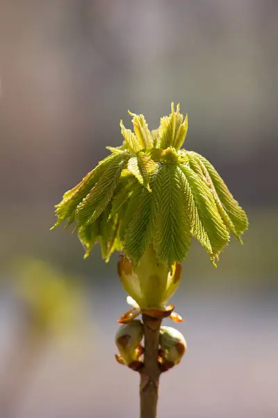 Green Twig Fresh Chestnut Leaves — Stock fotografie