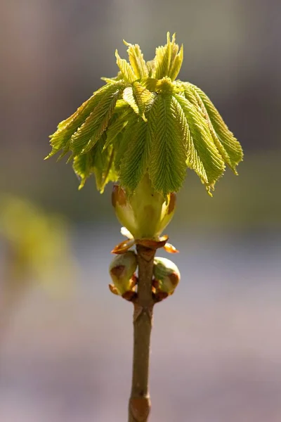 Green Twig Fresh Chestnut Leaves — Stock fotografie