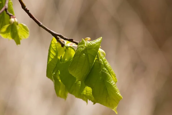 Closeup Tree Branch Green Leaves Blurred Background —  Fotos de Stock