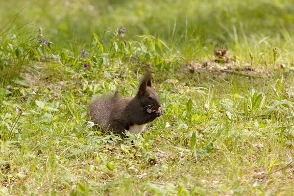 Squirrel Closeup Potret Alam Liar — Stok Foto