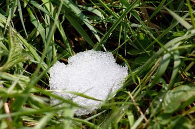 Güzel botanik fotoğrafı, doğal duvar kağıdı.