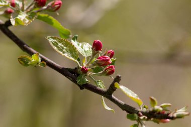elma ağacının çiçekleri