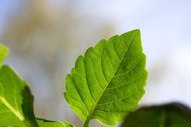 Bulanık arkaplanda yeşil yaprağın kapatılması 