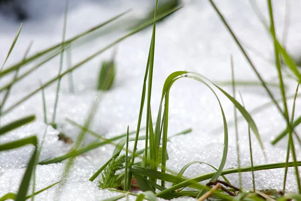 Plantas Verdes Neve Close Tiro — Fotografia de Stock
