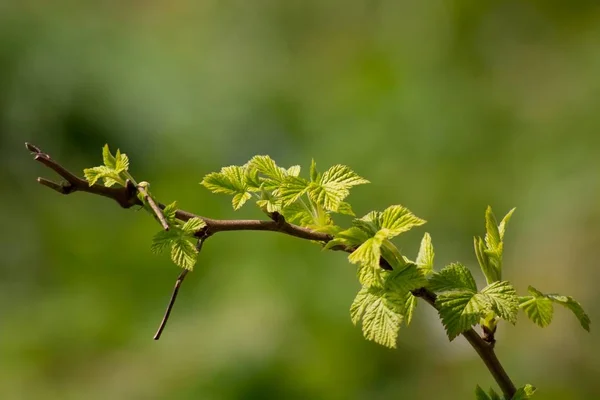 Closeup Tree Branch Green Leaves Blurred Background — 스톡 사진