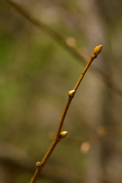 Closeup Small Tree Branch Blurred Background — Φωτογραφία Αρχείου