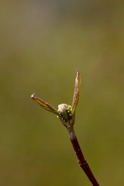 Closeup Small Tree Branch Blurred Background — 스톡 사진