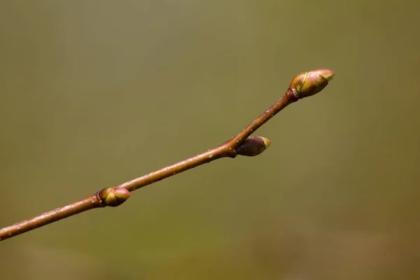 Closeup Small Tree Branch Blurred Background — Zdjęcie stockowe