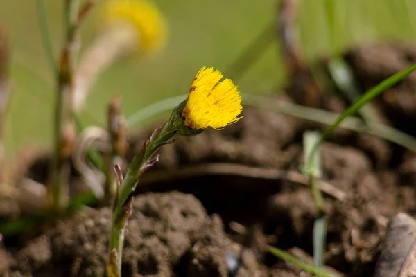 Pampeliška Taraxacum Taraxacum Kok Saghyz Obsahuje Velké Množství Gumy Svých — Stock fotografie