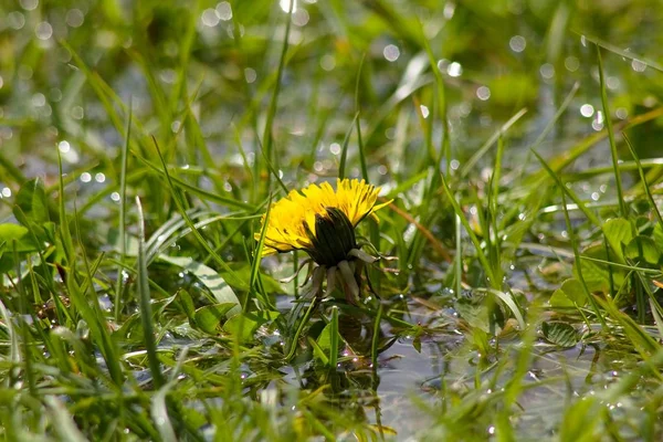 Πικραλίδα Λουλούδι Taraxacum Taraxacum Kok Saghyz Περιέχει Μια Μεγάλη Ποσότητα — Φωτογραφία Αρχείου