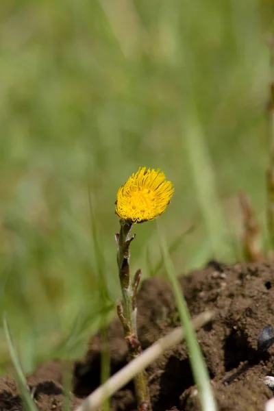 Πικραλίδα Λουλούδι Taraxacum Taraxacum Kok Saghyz Περιέχει Μια Μεγάλη Ποσότητα — Φωτογραφία Αρχείου