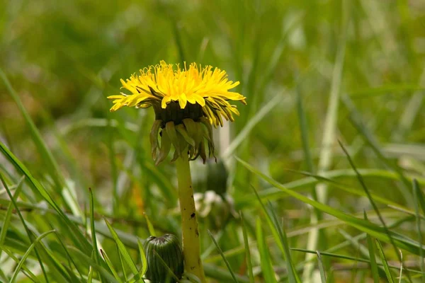 Flor Diente León Taraxacum Taraxacum Jalá Saghyz Contiene Una Gran — Foto de Stock