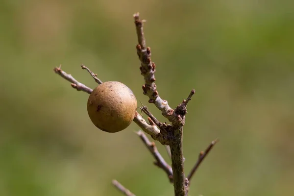 Hack Oak Apple Plant Formed Plants Trees — 스톡 사진
