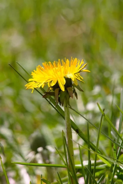 Flor Diente León Taraxacum Taraxacum Jalá Saghyz Contiene Una Gran — Foto de Stock